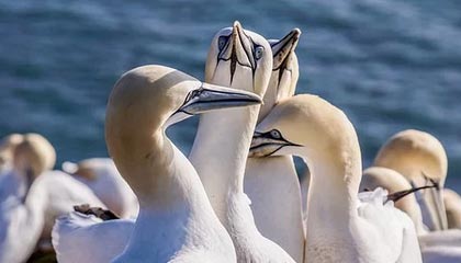 kaiyun-【球星集锦】约基奇对阵开拓者集锦:40+7+8,68%的有效命中率!