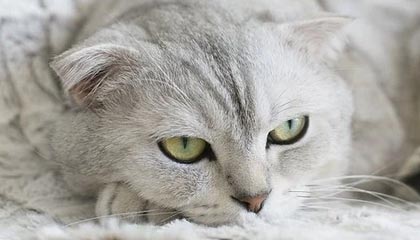 kaiyun-BetVictor伟德官网：开启全球赛事的智选之旅